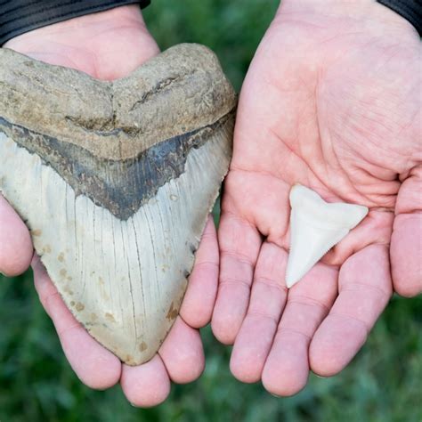 buy megalodon shark teeth.